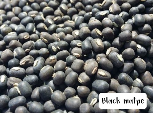 Seed